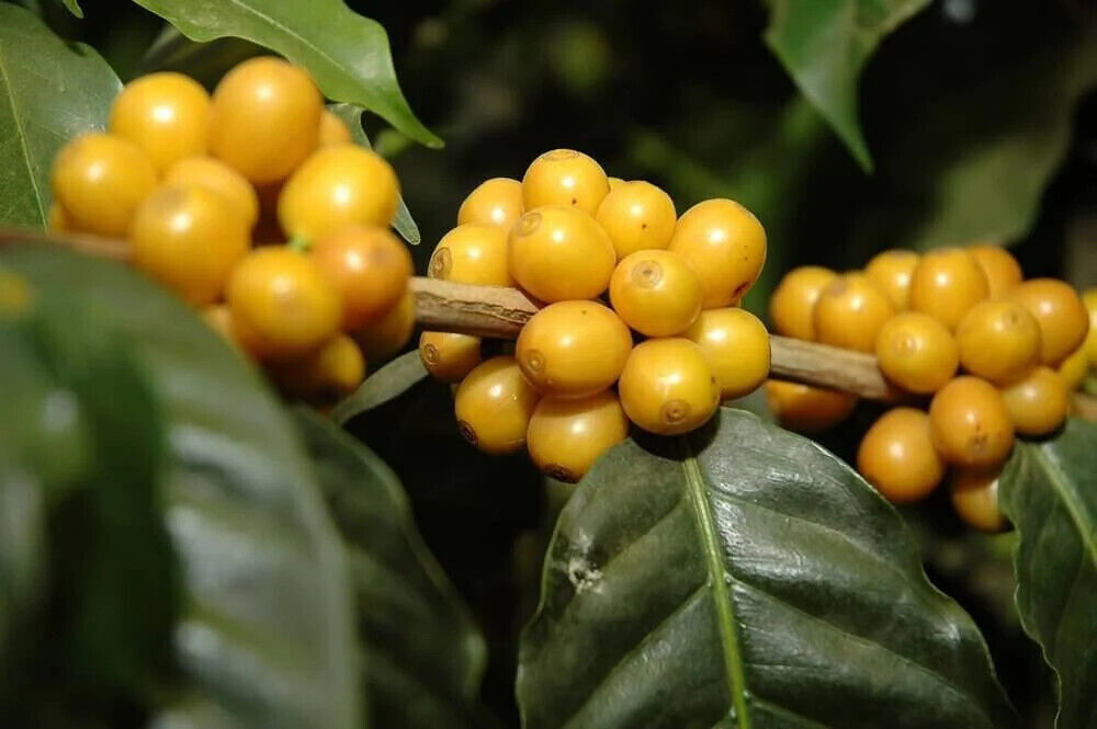 ITALIAN ESPRESSO COFFEE BEANS DARK ROASTED DAILY 2 POUNDS