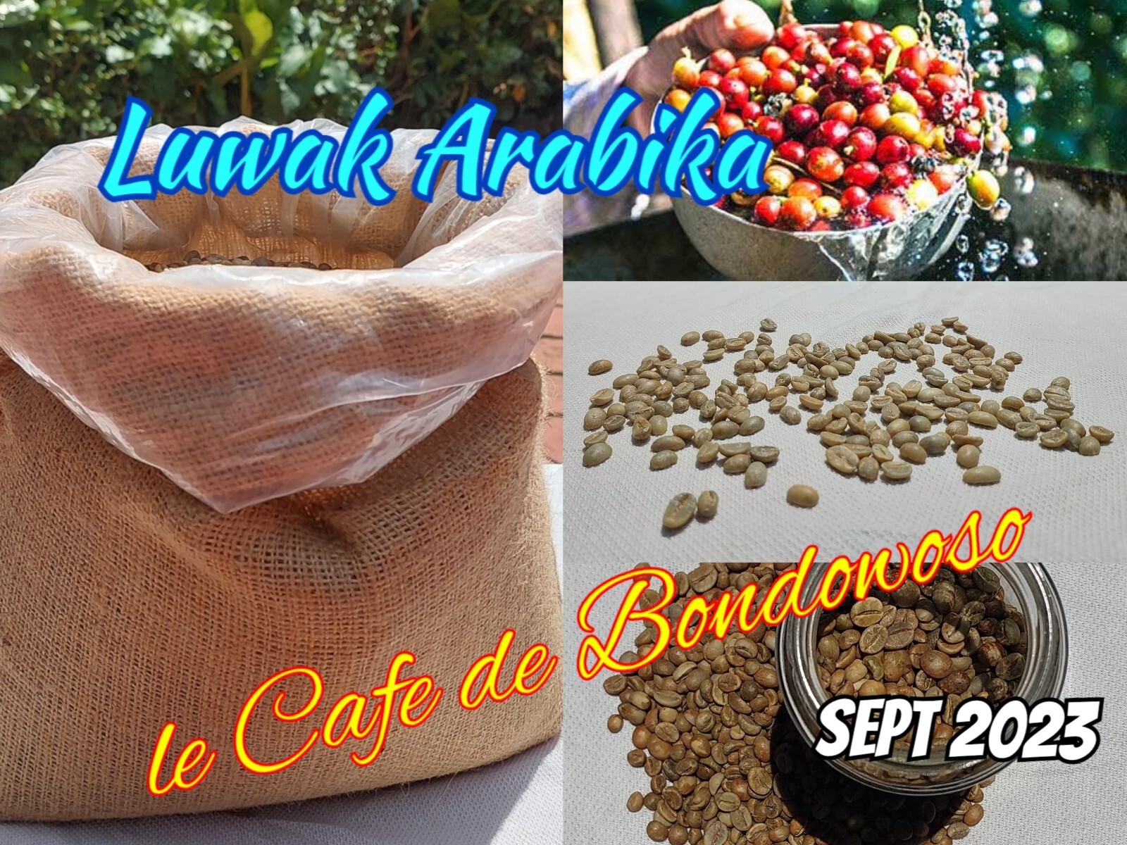 6 lb, Maison du Cafe de Bondowoso – Kopi Luwak / Civet Coffee Arabica Bean
