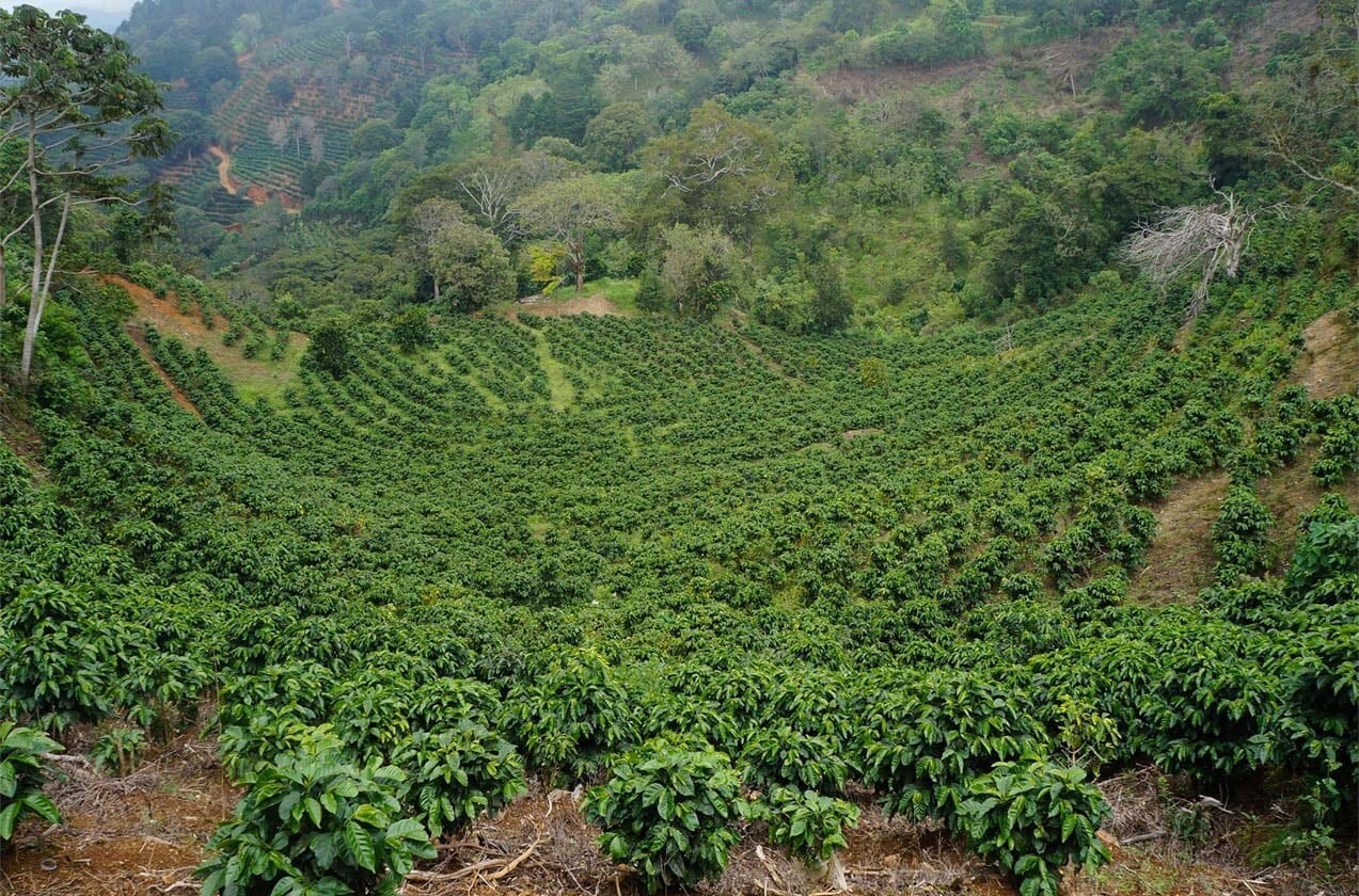 COSTA RICAN COFFEE BEANS DOTA TARRAZU MEDIUM ROASTED 5 BAGS 1 POUND EACH