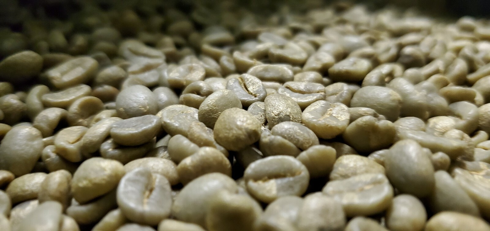 5 LB COSTA RICA, COSTA RICAN, UNROASTED GREEN COFFEE BEANS FIVE POUND – ARABICA