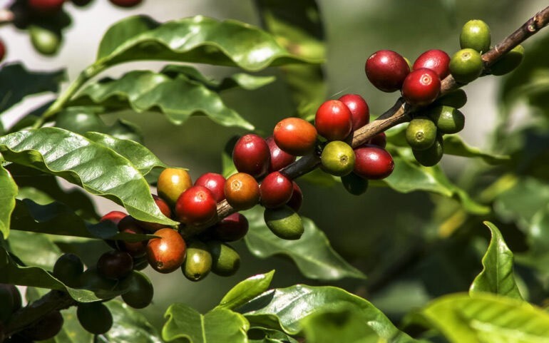 Ceylon un dried pure coffee beans