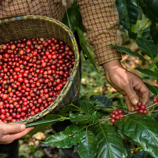 Premium Thai Coffee : Fearless Blend – Light Roast Whole Bean Bangkok Vibrant