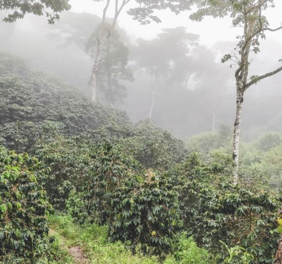 Nicaragua La Fortuna – Specialty Grade Organic Co – Single Origin – Medium Roast