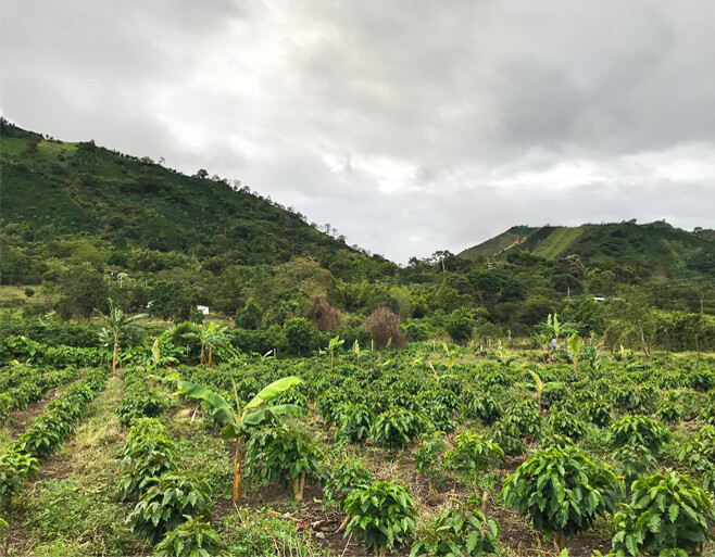COLOMBIA – Premium Specialty Coffee – Unroasted Green Beans for Home Roasters
