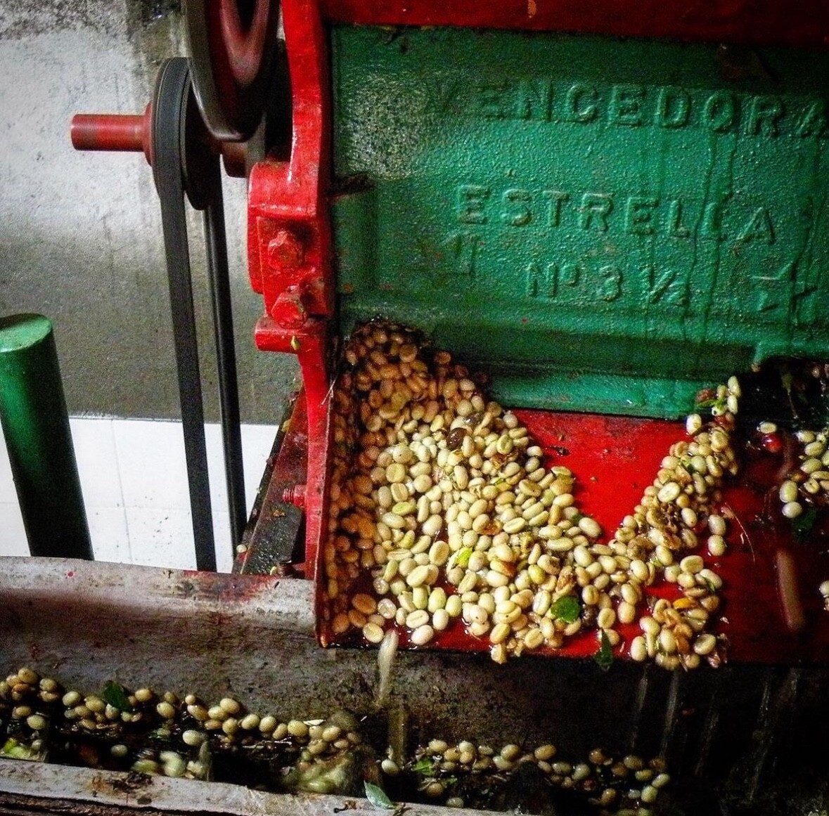 6 LB COLOMBIA COLOMBIAN EXCELSO ROASTED PINK BOURBON COFFEE BEANS –