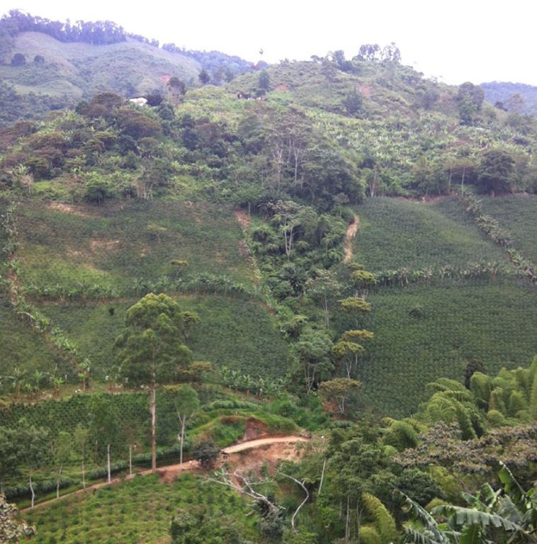 COLOMBIA – Premium Specialty Coffee – Unroasted Green Beans for Home Roasters