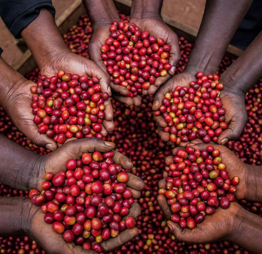 1 LB UGANDA BUGISU SAMPLE ROASTED COFFEE WHOLE BEAN, GROUND – ARABICA ORGANIC
