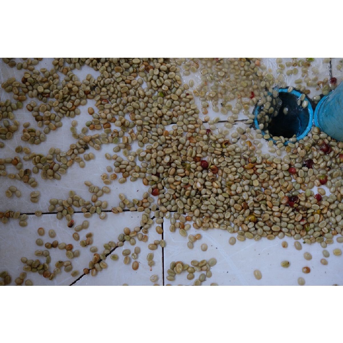 JIN Coffee CR Arabica + Robusta Dark Roasted Coffee Beans from Chiang Rai 500 G.