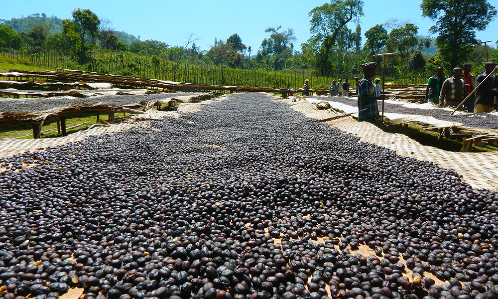 ITALIAN ESPRESSO COFFEE BEANS DARK ROASTED 5 POUNDS IN 1 POUND BAGS