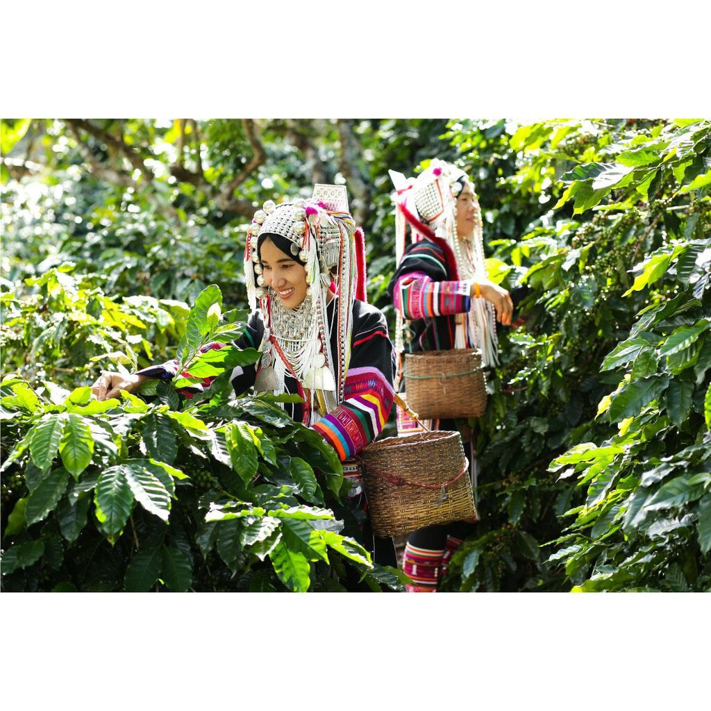 Doi Chaang Thailand Coffee Whole Bean Peaberry Classic Premium 100% Arabica 250g