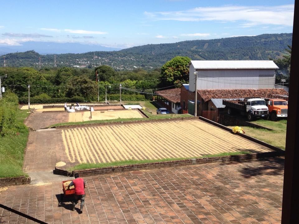 2lb/40lb – El Salvador – Specialty Grade – Premium Unroasted Green Coffee Beans