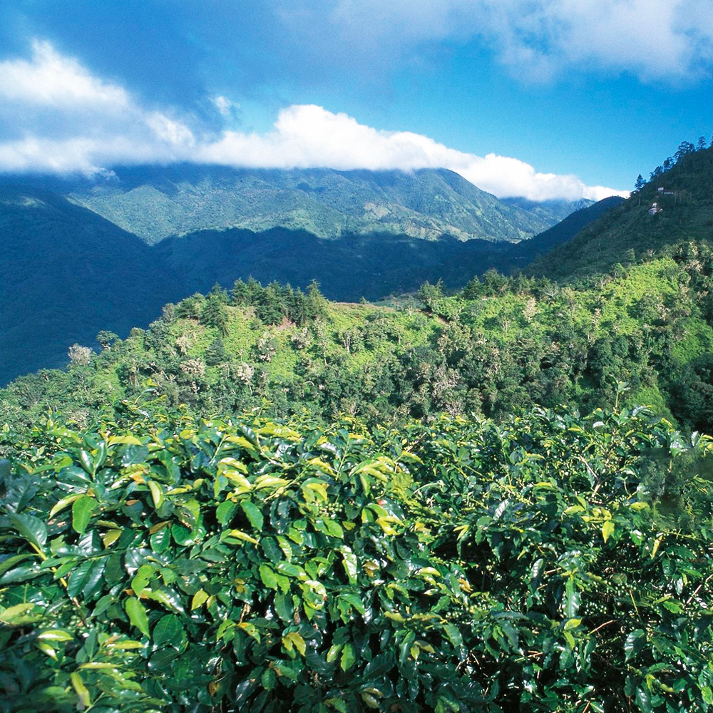 100% JAMAICAN BLUE MOUNTAIN COFFEE BEANS DARK ROASTED 1 POUND BAG