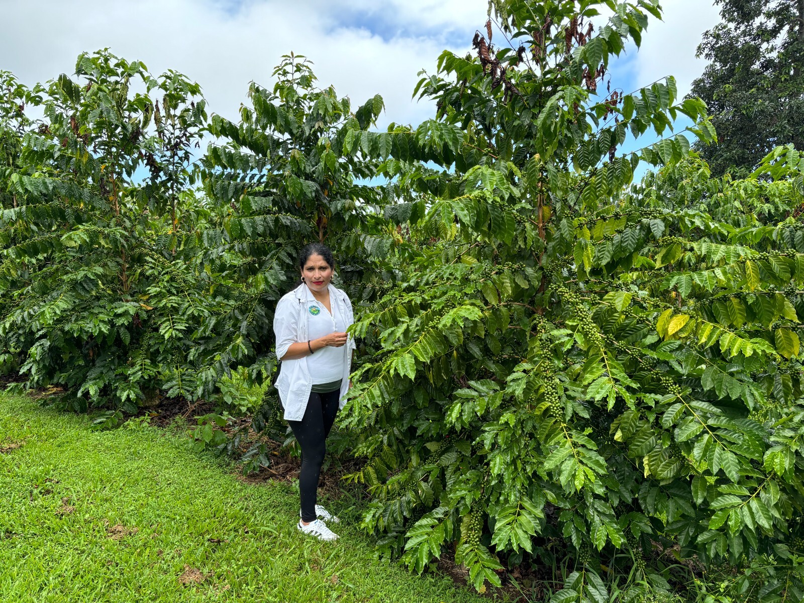 100 % Jamaican Blue Mountain Coffee Beans Medium Roasted 1 or 2 / 1 Pound Bags