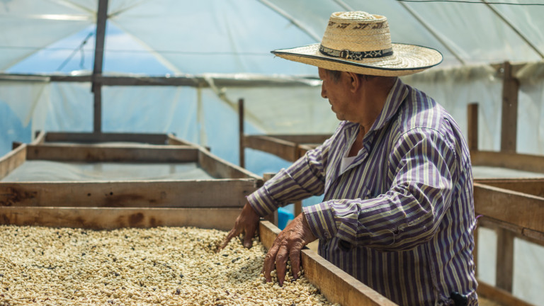 2 lb Colombia Huila Pitalito El Tiple Supremo Fresh Roasted Coffee Whole Bean