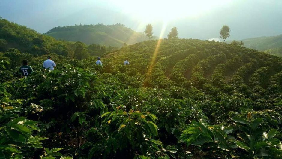 5 LBS PERUVIAN PERU UNROASTED DECAFFEINATED GREEN COFFEE BEANS – DECAF