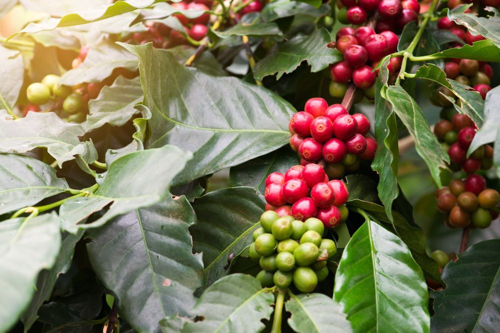 8oz/5lb – Papua New Guinea – Asia Pacific – Fresh Roasted To Order Coffee