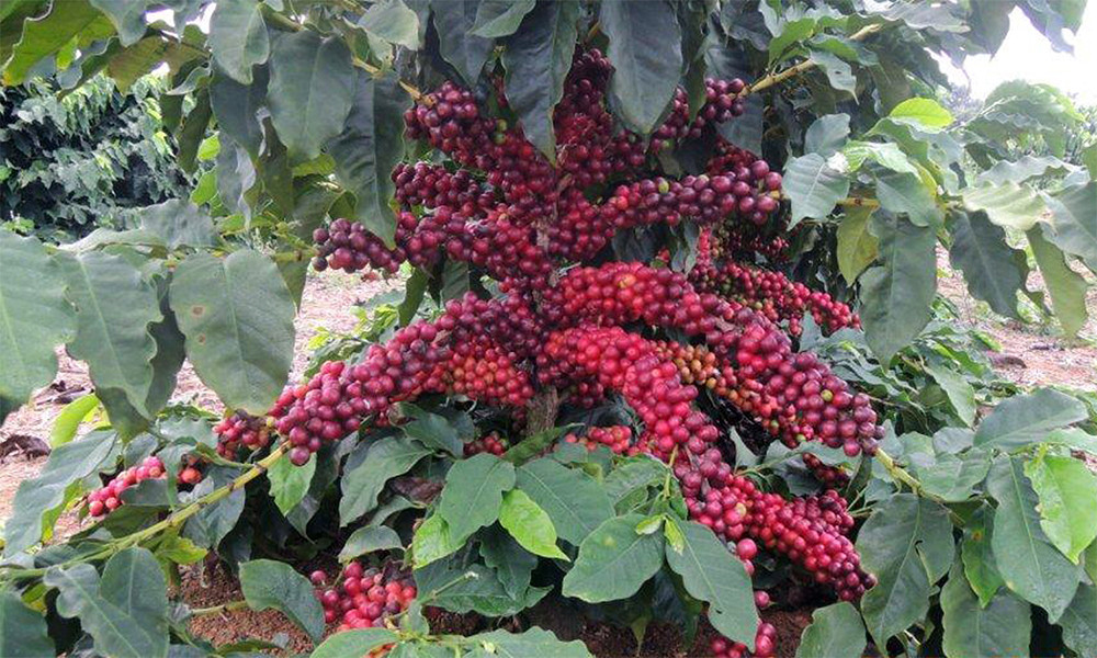 100% KONA HAWAIIAN COFFEE BEANS PEABERRY DARK ROASTED 2 POUNDS