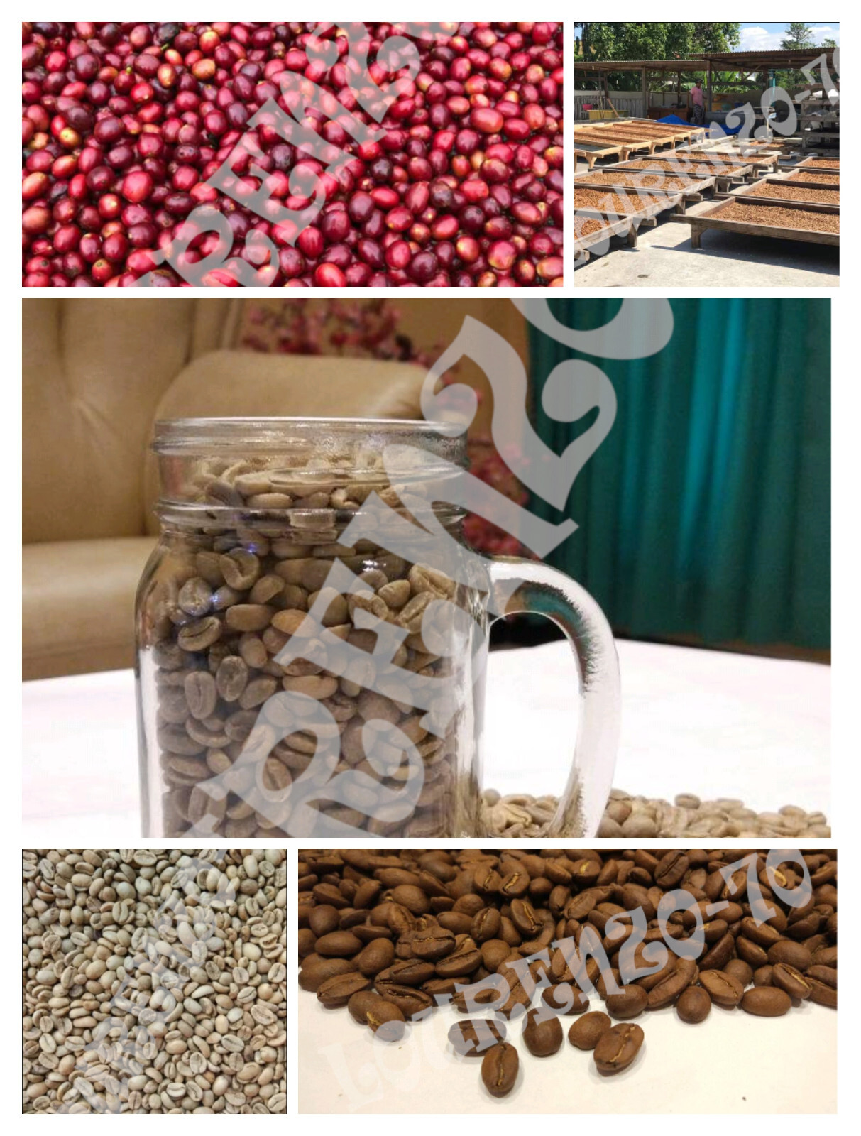 10 lb, le Cafe de Bondowoso – Kopi Luwak / Civet CoffeeArabica Bean