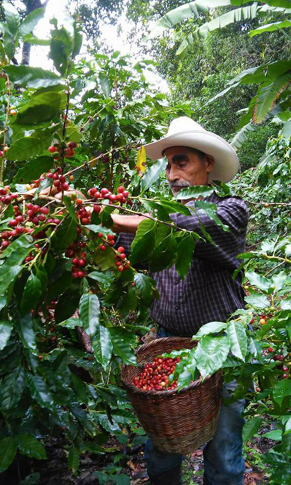 1 LB HONDURAS SAMPLE FRESH ROASTED COFFEE BEANS WHOLE BEAN, GROUND – ARABICA