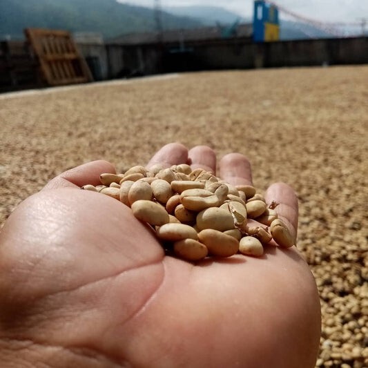 Nayarit Arabica Mexico Freshly Roasted Coffee Beans 12oz & 2lb