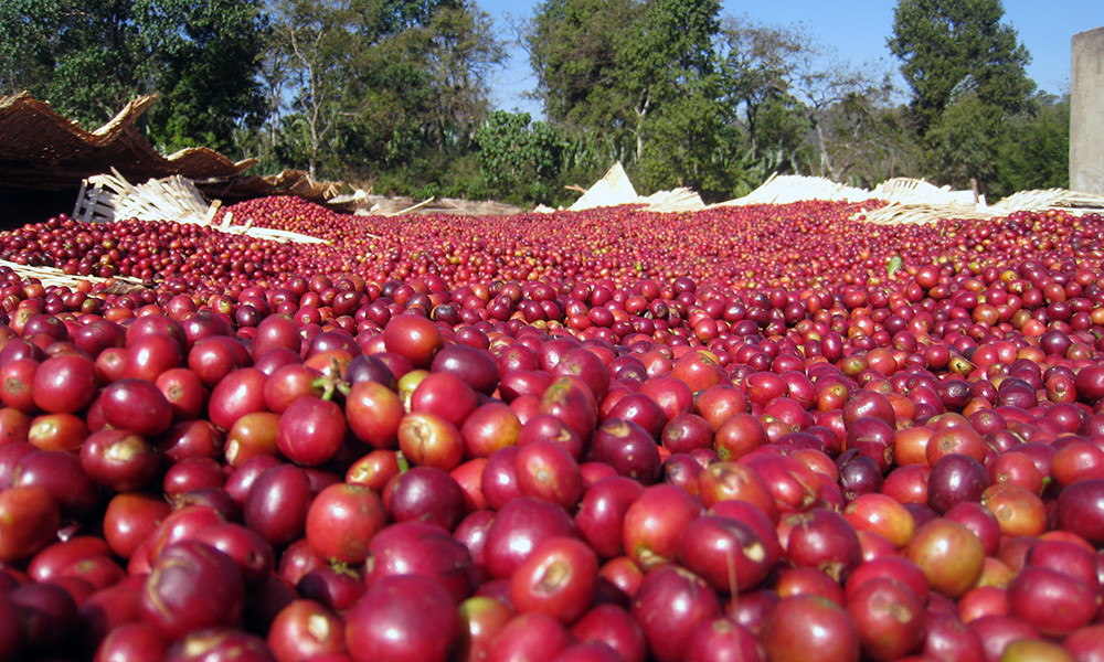 100% Hawaiian Kona Coffee Beans Medium Roasted Daily 10 Bags Each 1 Pound Bag
