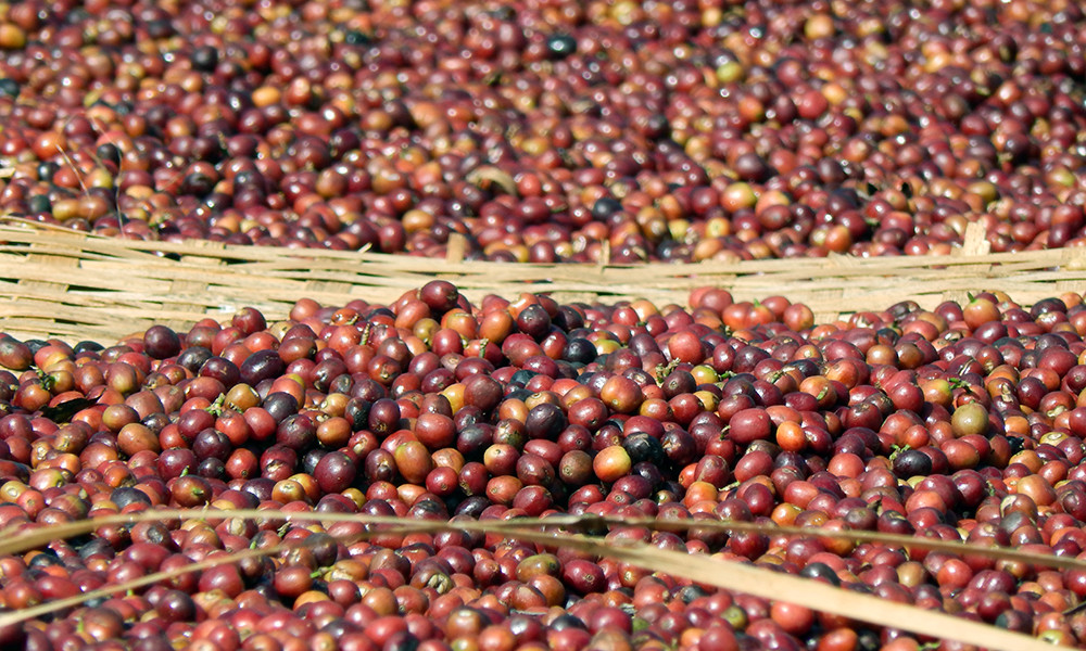 100% Kona Hawaiian Coffee Beans Prime Unroasted Green Coffee Beans – 5 Pounds