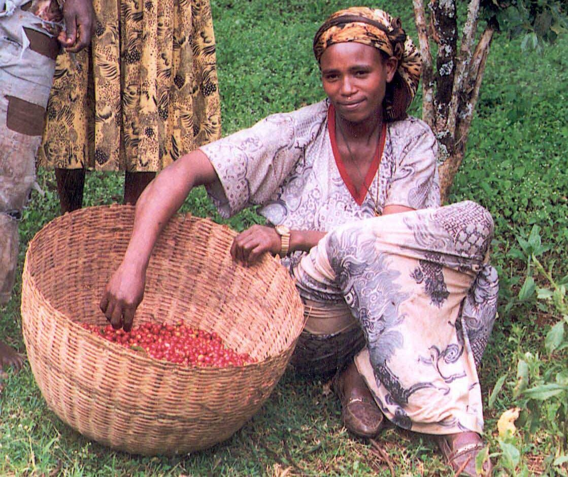 Ethiopia washed Yirgacheffe, unroasted green coffee, small farm coop, 4lbs