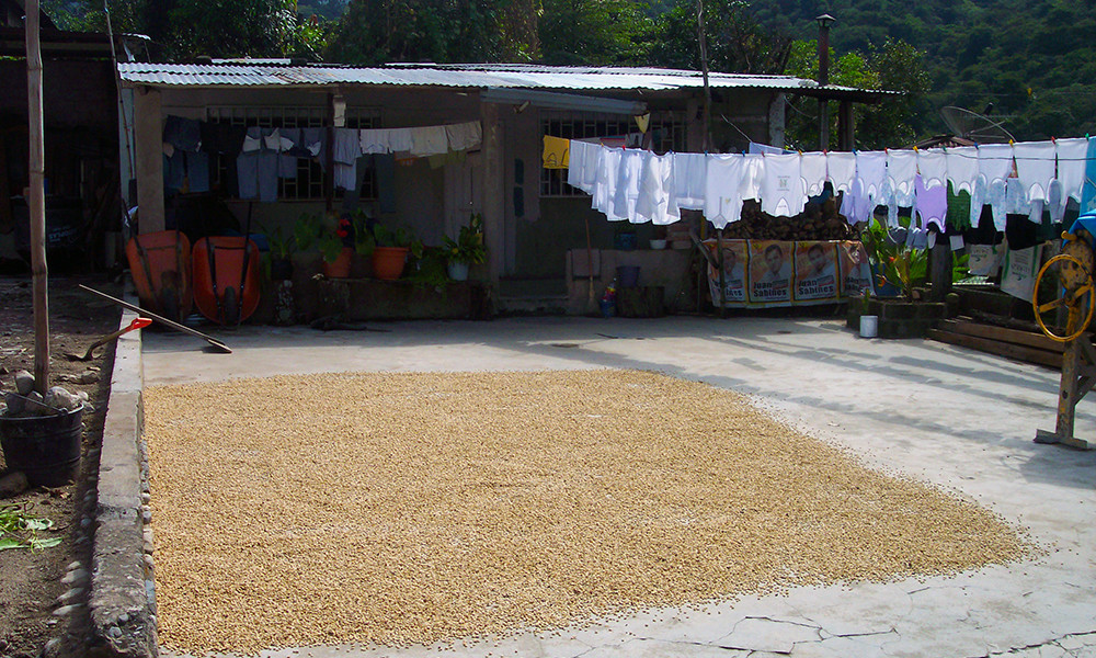 KENYA AA COFFEE BEANS DARK ROASTED 5 POUNDS