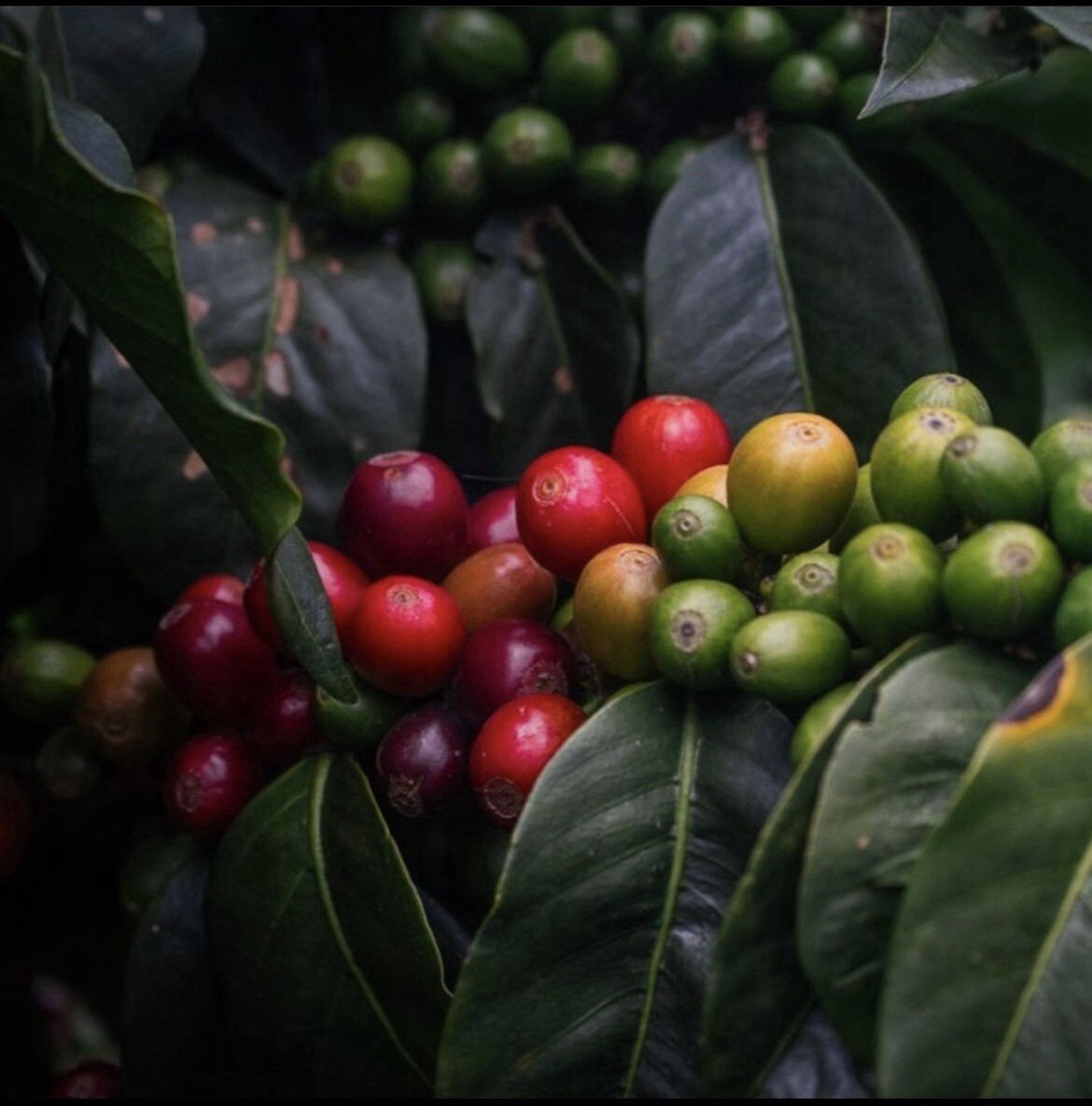 100% ETHIOPIA YIRGACHEFFE G1 – Premium Specialty Coffee – Green Beans 5lb