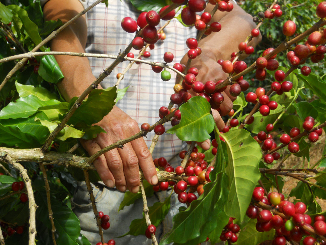 MEXICAN CHIAPAS COFFEE BEANS MEDIUM ROASTED 5 POUNDS IN 1 POUND BAGS