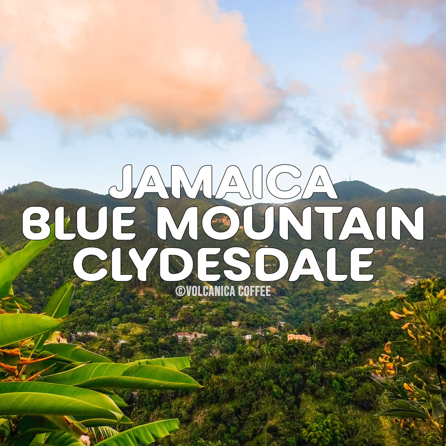 100% Pure Jamaica Blue Mountain Ground Coffee, Fresh Roasted, 16 oz