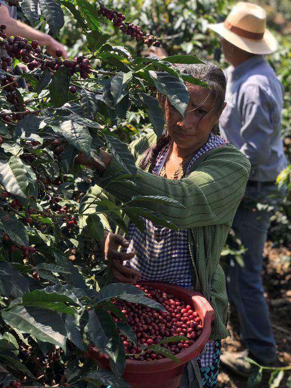 8oz/5lb – Guatemala – Central America – Fresh Roasted To Order Coffee