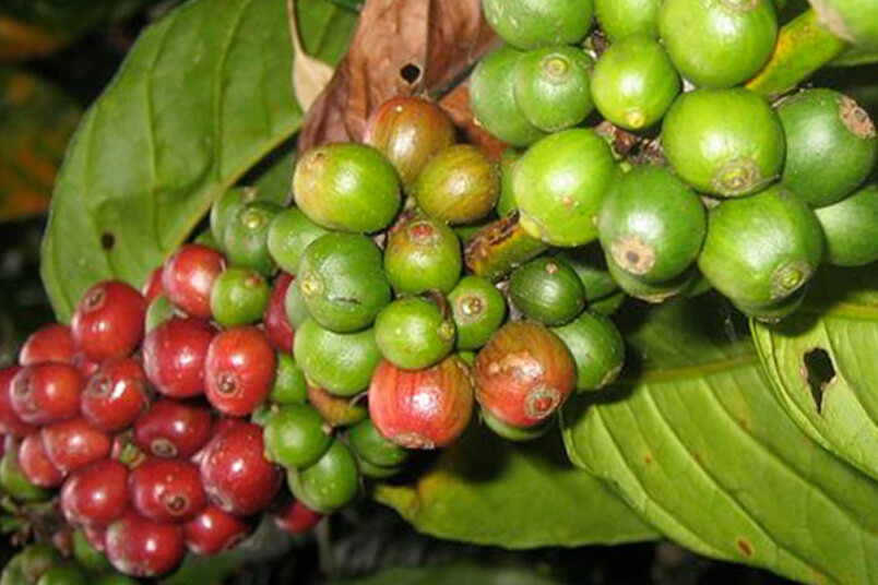 COLOMBIA – Premium Specialty Coffee – Unroasted Green Beans for Home Roasters