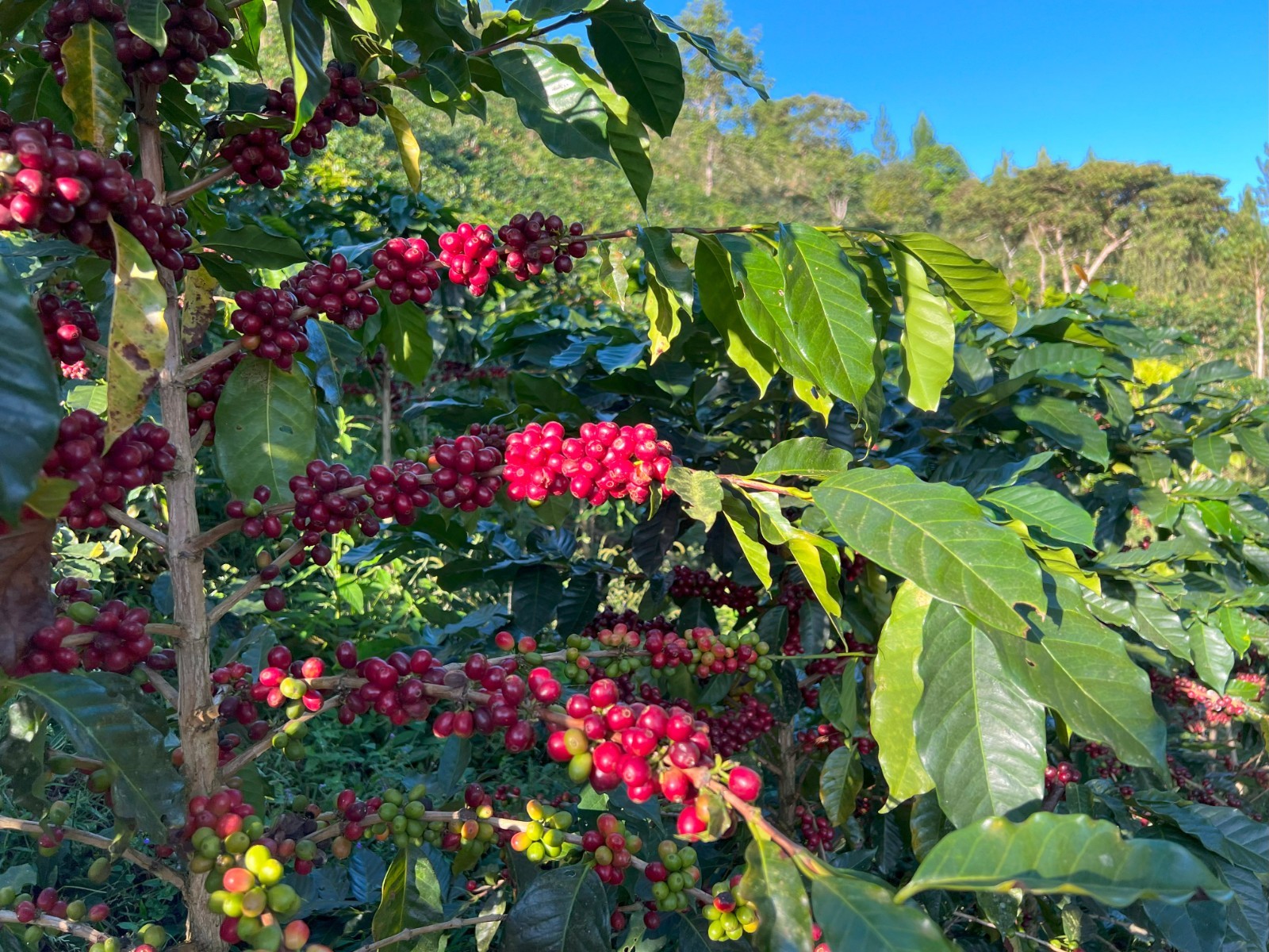 4 LBS Peru Organically Grown Green Coffee – Peruvian Arabica for Home Roasting