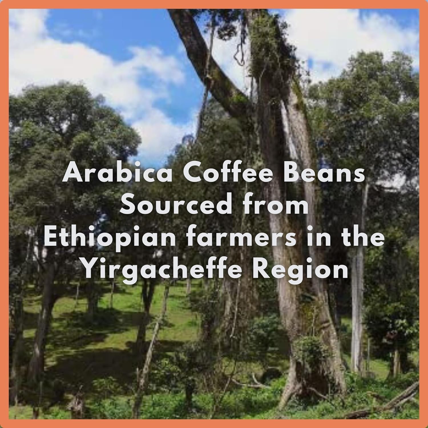 Ethiopia Yirgacheffe Coffee Beans 12 oz Farm to Table Medium Roast – Rich