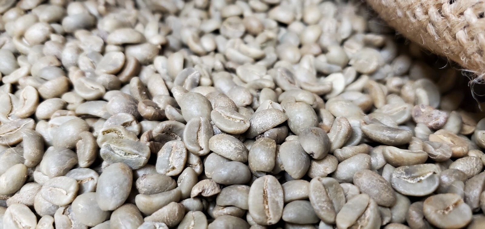 5 LBS HIGH ALTITUDE PERUVIAN PERU UNROASTED GREEN COFFEE BEANS – ORGANIC ARABICA