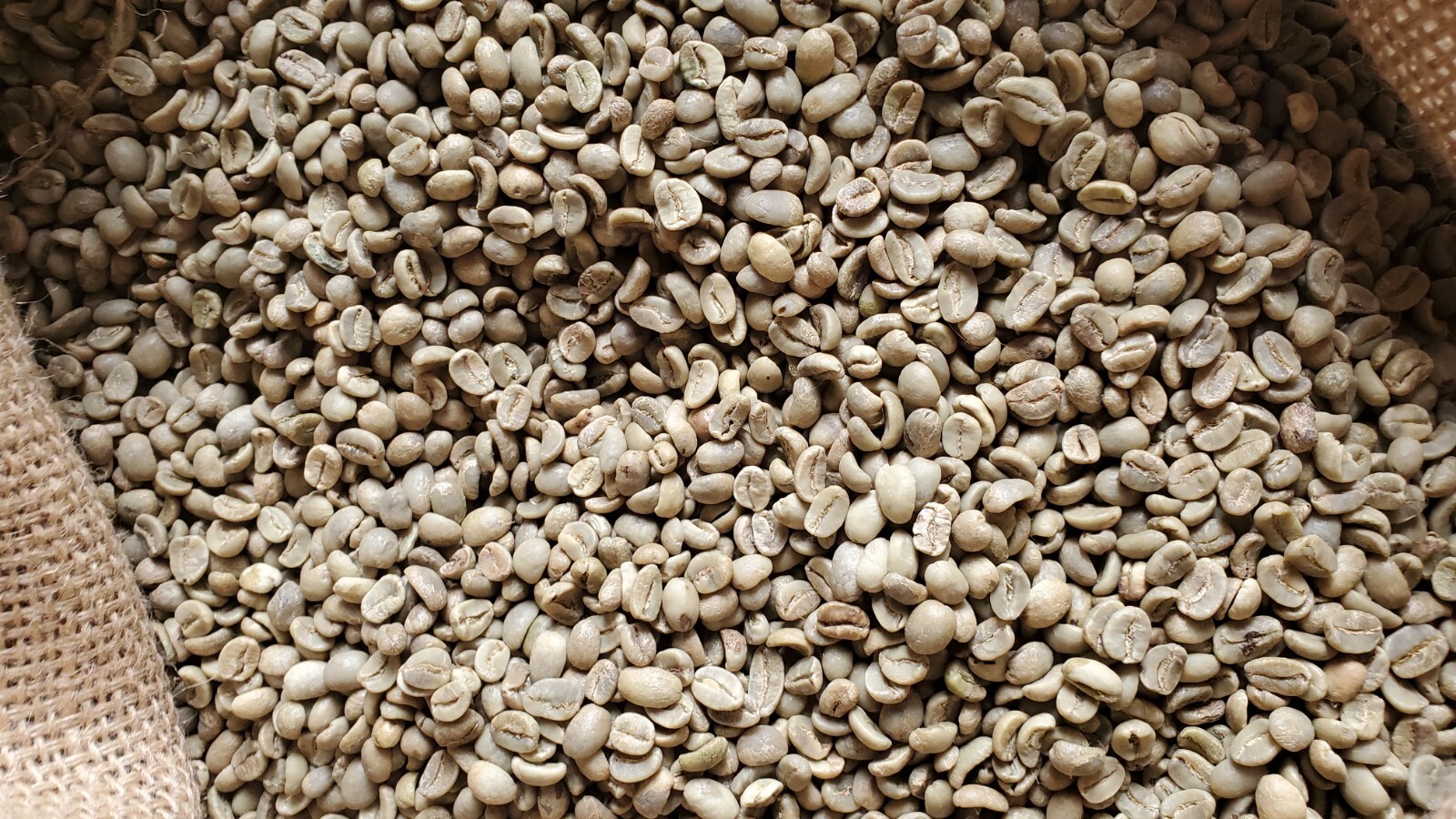 5 LBS HONDURAS HONDURAN FRESH UNROASTED GREEN COFFEE BEANS – ORGANIC ARABICA