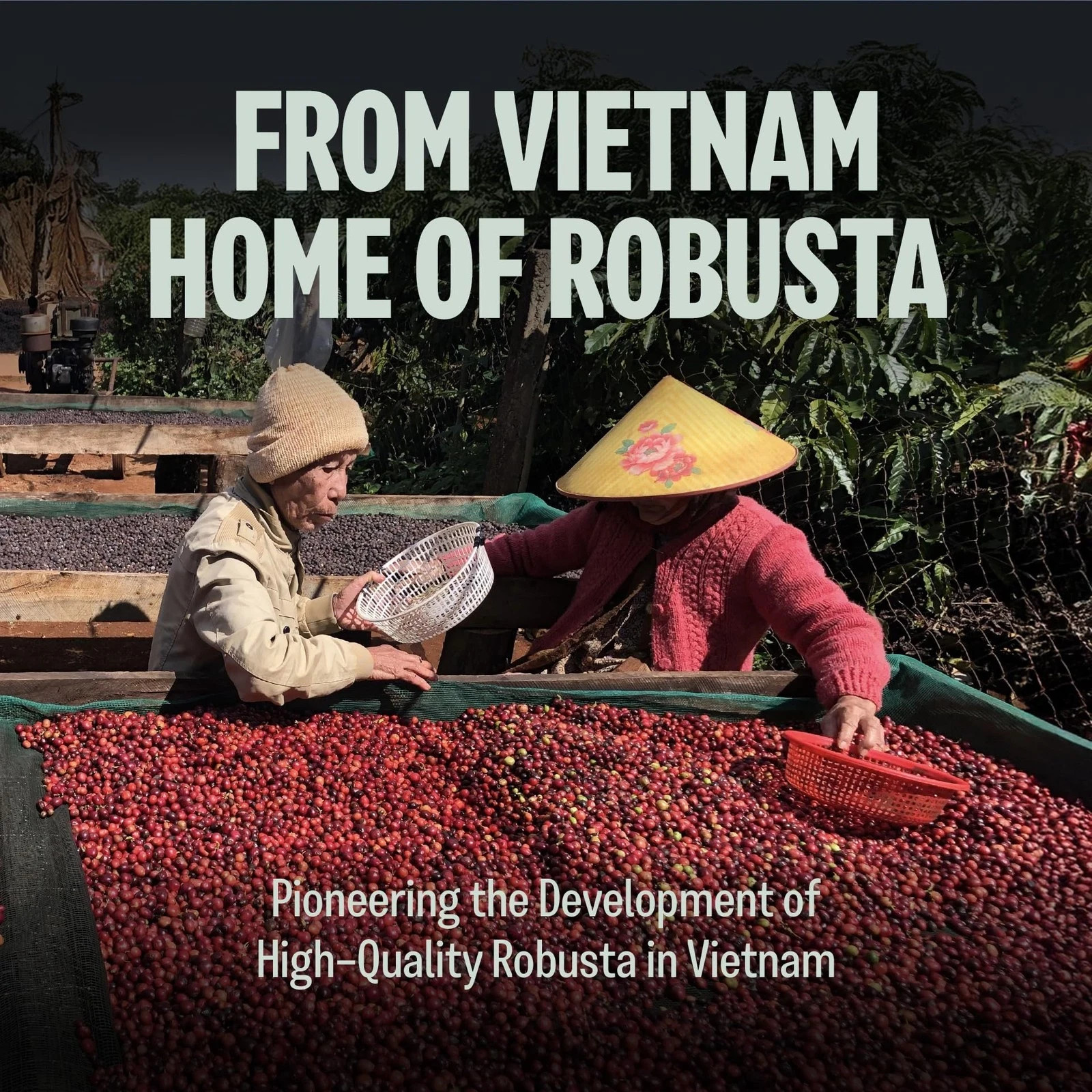 BAZAN COFFEE Vietnamese Fine Robusta Whole Bean Medium Roast – Specialty Sing…