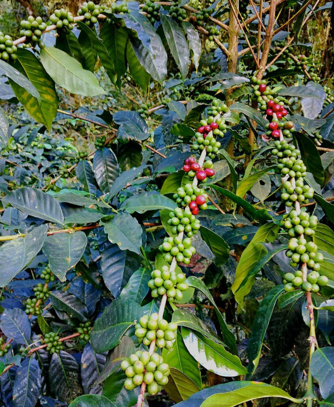 House Blend