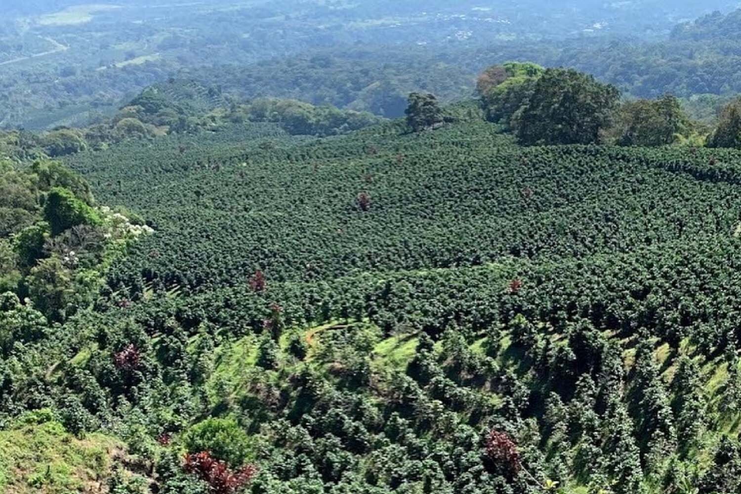 8oz/5lb – Guatemala – Central America – Fresh Roasted To Order Coffee