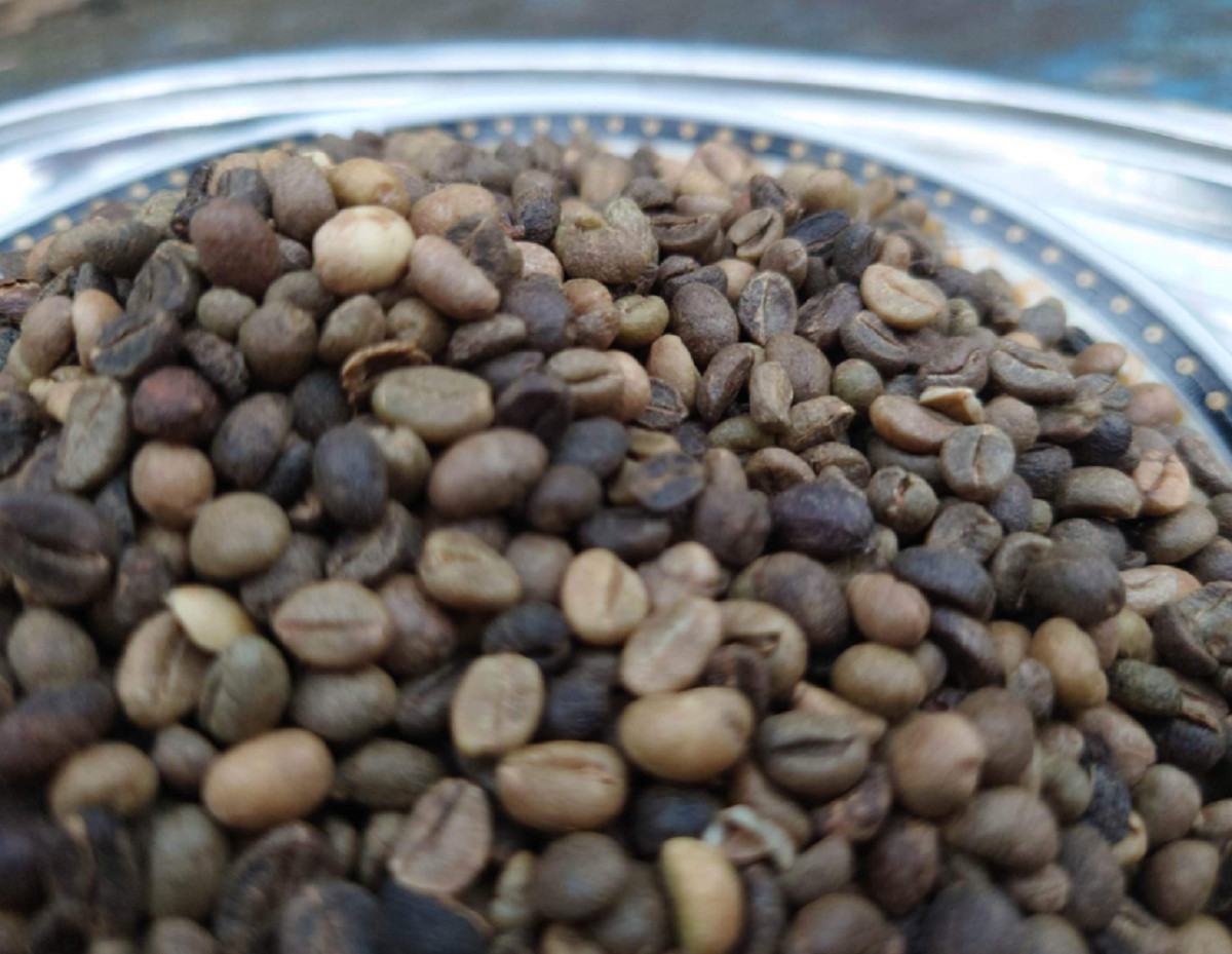Ceylon Black Coffee Seed Pure Natural Fresh Sun Dried Beans 100% High Quality