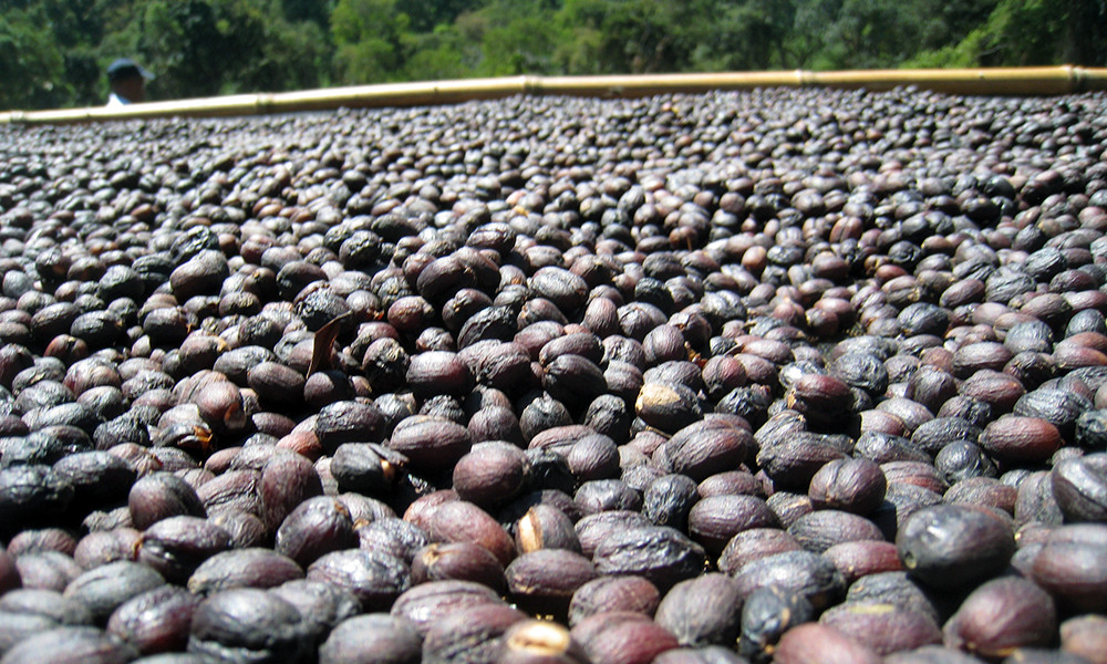 Bali Blue Moon Coffee Beans Dark Roasted Daily 5 Pounds In 1 Pound Bags
