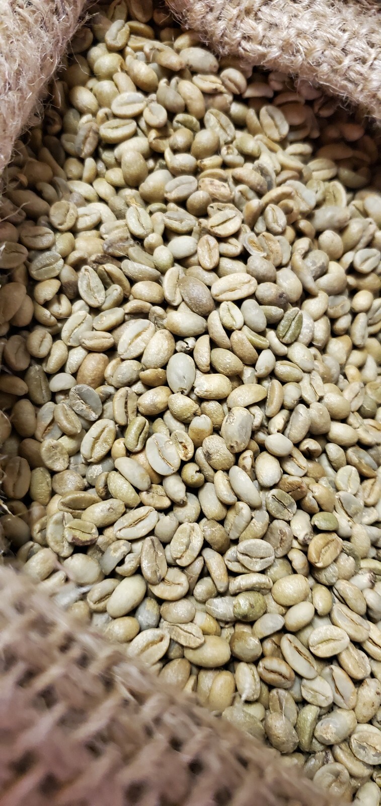 5 LBS ETHIOPIAN ETHIOPIA LEKEMPTI GREEN UNROASTED COFFEE BEANS – ARABICA