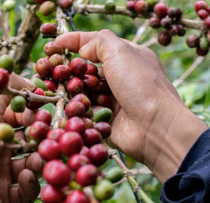 Colombia Tintico – Specialty Grade Organic Coffee – Single Origin – Medium Roast