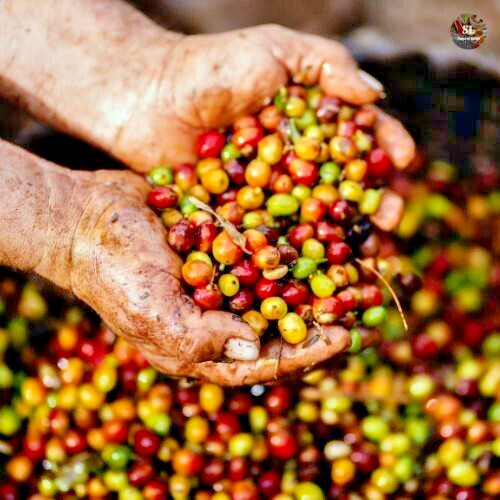 new Fresh black coffee beans, organic ceylon high quality 100g Sri lanka