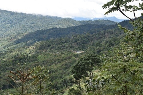 10 lbs BOLIVIA FAIR TRADE ORGANIC (FTO) AAA GREEN COFFEE BEANS FREE SHIPPING