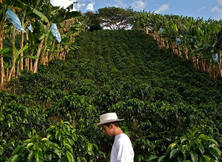 COSTA RICAN TARRAZU COFFEE BEANS PEABERRY FRESH ROASTED MEDIUM 2 X 1 POUND BAGS