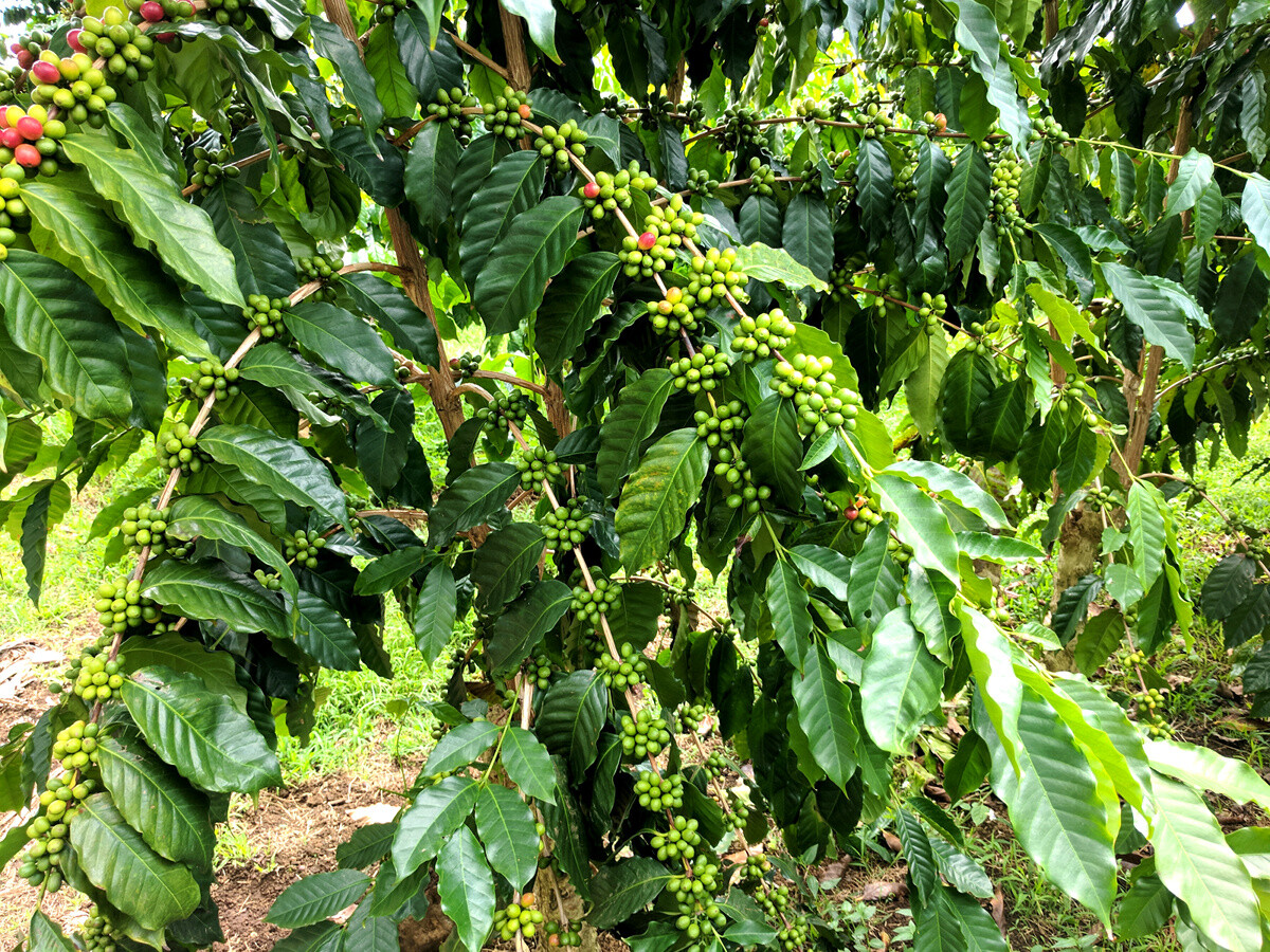 Unroasted Coffee Beans 100% Kona Hawaiian Peaberry 5 Pounds Newest Crop 2023