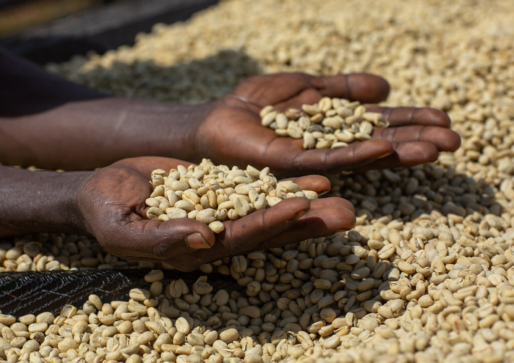 5 LBS ETHIOPIAN ETHIOPIA LEKEMPTI GREEN UNROASTED COFFEE BEANS – ARABICA