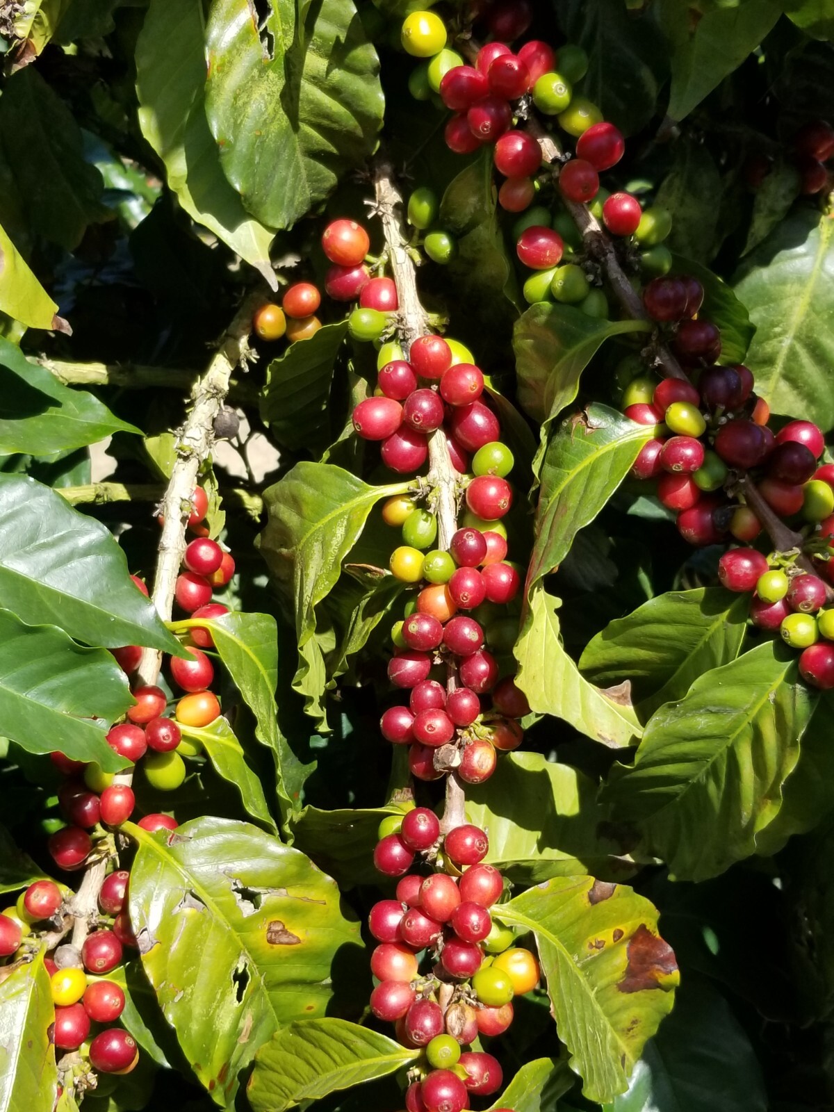 Jamaica Blue Mountain Coffee Green Bean Certified 100% Only Grade One. 1LB